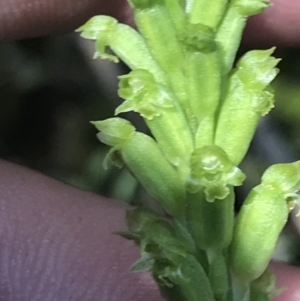 Microtis unifolia at Tennent, ACT - suppressed