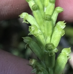 Microtis unifolia at Tennent, ACT - suppressed