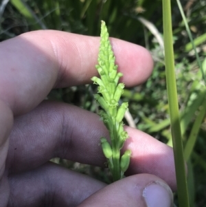 Microtis unifolia at Tennent, ACT - suppressed