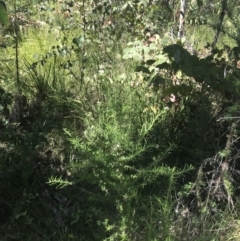 Cassinia aculeata subsp. aculeata (Dolly Bush, Common Cassinia, Dogwood) at Tennent, ACT - 4 Dec 2022 by Tapirlord