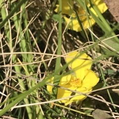 Hibbertia obtusifolia at Tennent, ACT - 4 Dec 2022 10:39 AM