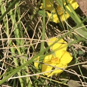 Hibbertia obtusifolia at Tennent, ACT - 4 Dec 2022