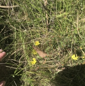 Hibbertia obtusifolia at Tennent, ACT - 4 Dec 2022