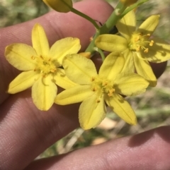 Bulbine glauca (Rock Lily) at Tennent, ACT - 3 Dec 2022 by Tapirlord