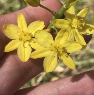 Bulbine glauca (Rock Lily) at Tennent, ACT - 4 Dec 2022 by Tapirlord