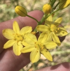 Bulbine glauca at Tennent, ACT - 4 Dec 2022