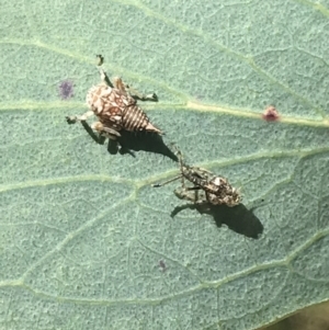 Cicadellidae (family) at Tennent, ACT - 4 Dec 2022