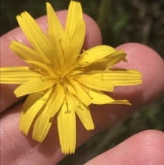 Microseris lanceolata (Yam Daisy) at Tennent, ACT - 4 Dec 2022 by Tapirlord