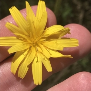 Microseris lanceolata at Tennent, ACT - 4 Dec 2022 10:05 AM