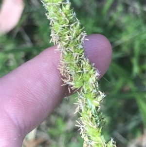 Carex incomitata at Tennent, ACT - 4 Dec 2022 10:00 AM