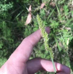 Carex incomitata at Tennent, ACT - 4 Dec 2022 10:00 AM