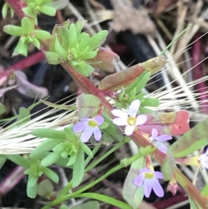 Lythrum hyssopifolia at Garran, ACT - 3 Dec 2022