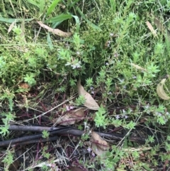 Lythrum hyssopifolia at Garran, ACT - 3 Dec 2022