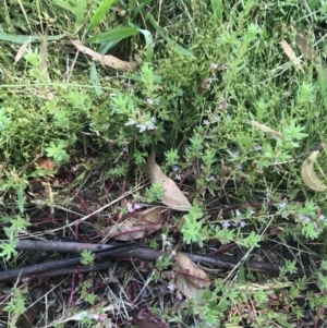 Lythrum hyssopifolia at Garran, ACT - 3 Dec 2022