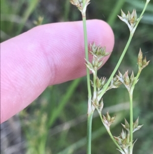 Juncus vaginatus at Garran, ACT - 3 Dec 2022