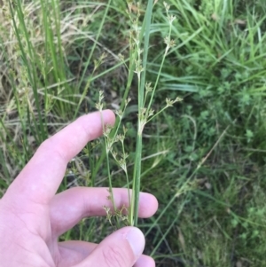 Juncus vaginatus at Garran, ACT - 3 Dec 2022