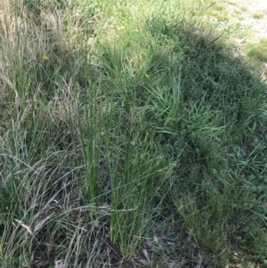 Juncus vaginatus at Garran, ACT - 3 Dec 2022 01:17 PM