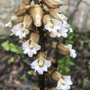 Gastrodia procera at Garran, ACT - 3 Dec 2022