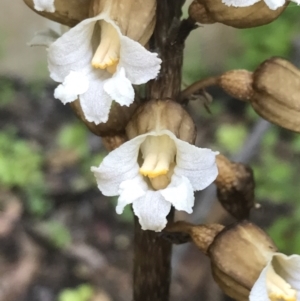 Gastrodia procera at Garran, ACT - 3 Dec 2022