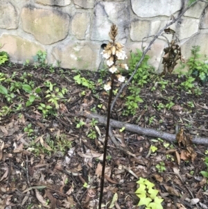 Gastrodia procera at Garran, ACT - 3 Dec 2022