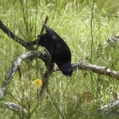 Ptilonorhynchus violaceus (Satin Bowerbird) at Bungonia, NSW - 8 Nov 2022 by GlossyGal