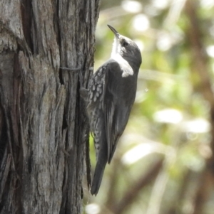 Cormobates leucophaea at Bungonia, NSW - 8 Nov 2022 01:11 PM