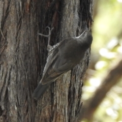 Cormobates leucophaea at Bungonia, NSW - 8 Nov 2022