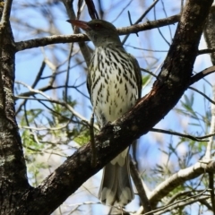 Oriolus sagittatus (Olive-backed Oriole) at Bungonia, NSW - 8 Nov 2022 by GlossyGal