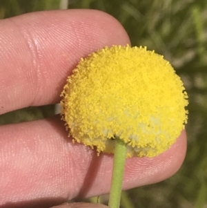 Craspedia aurantia var. jamesii at Tennent, ACT - suppressed