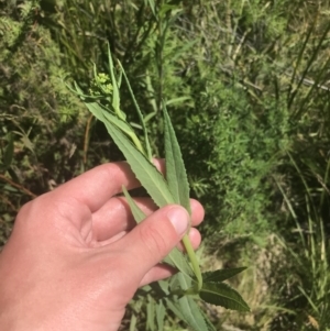 Craspedia aurantia var. jamesii at Tennent, ACT - suppressed