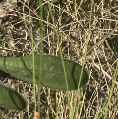 Craspedia aurantia var. jamesii at Tennent, ACT - suppressed