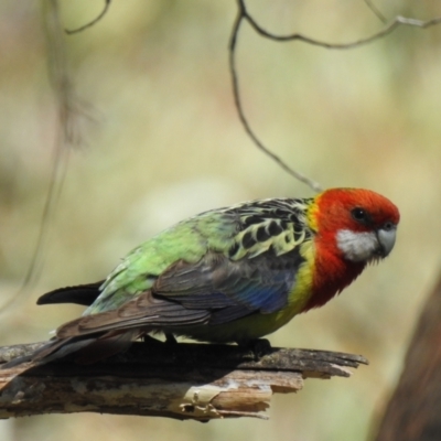 Platycercus eximius (Eastern Rosella) at Bundanoon, NSW - 22 Nov 2022 by GlossyGal