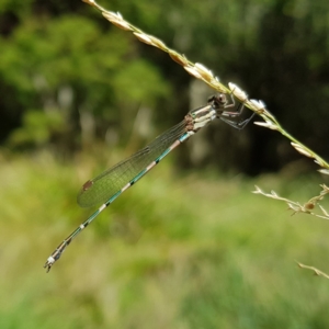 Austrolestes leda at Kambah, ACT - 23 Dec 2022 11:28 AM