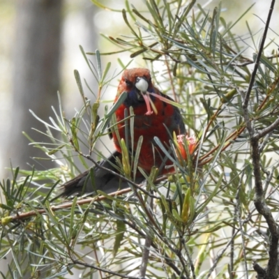 Platycercus elegans (Crimson Rosella) at Bundanoon, NSW - 23 Nov 2022 by GlossyGal