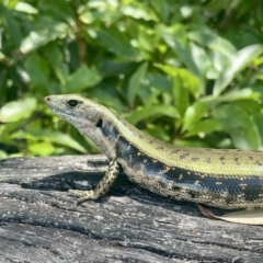 Eulamprus quoyii (Eastern Water Skink) at Vincentia, NSW - 23 Dec 2022 by CathyKatie