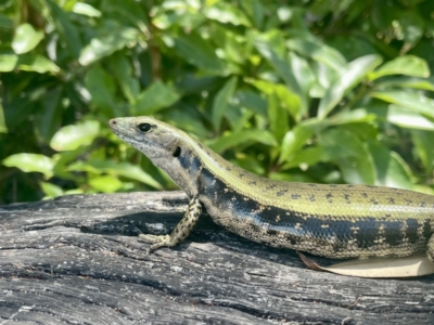 Eulamprus quoyii (Eastern Water Skink) at Vincentia, NSW - 23 Dec 2022 by CathyKatie
