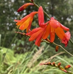 Crocosmia x crocosmiiflora (Montbretia) at Vincentia, NSW - 22 Dec 2022 by Cathy_Katie