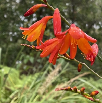 Crocosmia x crocosmiiflora (Montbretia) at Vincentia, NSW - 22 Dec 2022 by CathyKatie