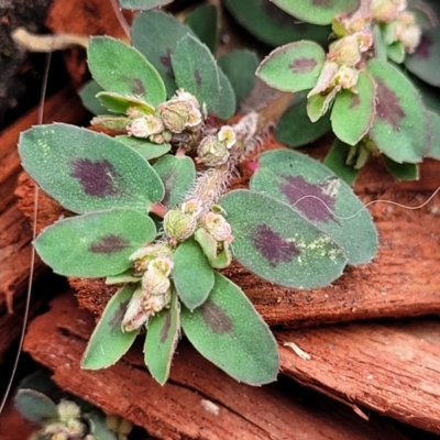 Euphorbia maculata (Eyebane) at Heatherbrae, NSW - 23 Dec 2022 by trevorpreston