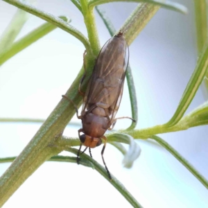 Inopus rubriceps at O'Connor, ACT - 18 Dec 2022