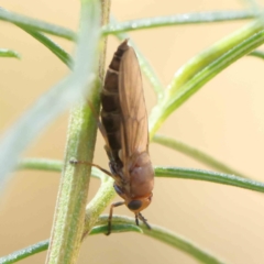 Inopus rubriceps at O'Connor, ACT - 18 Dec 2022