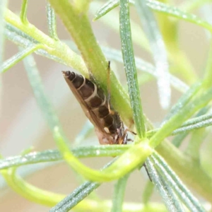 Inopus rubriceps at O'Connor, ACT - 18 Dec 2022