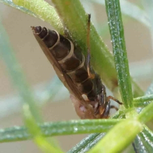 Inopus rubriceps at O'Connor, ACT - 18 Dec 2022