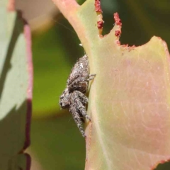 Servaea villosa at O'Connor, ACT - 18 Dec 2022