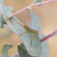 Caedicia simplex at O'Connor, ACT - 18 Dec 2022 04:45 PM