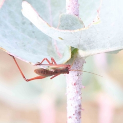 Caedicia simplex at O'Connor, ACT - 18 Dec 2022 04:45 PM