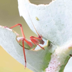 Caedicia simplex at O'Connor, ACT - 18 Dec 2022 04:45 PM