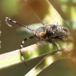 Ancita marginicollis at O'Connor, ACT - 18 Dec 2022