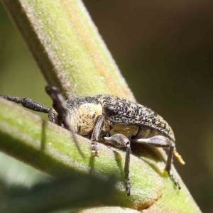 Ancita marginicollis at O'Connor, ACT - 18 Dec 2022