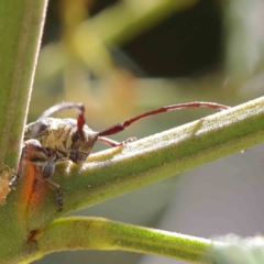 Ancita marginicollis at O'Connor, ACT - 18 Dec 2022